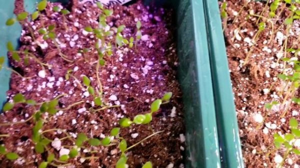 My Hoya Seedlings Propagation Update