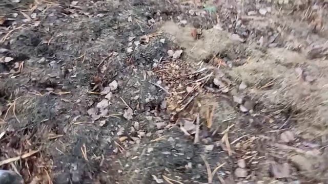 Убираю цветники. "Ленивый" огород. Ответы на вопросы. смотреть онлайн