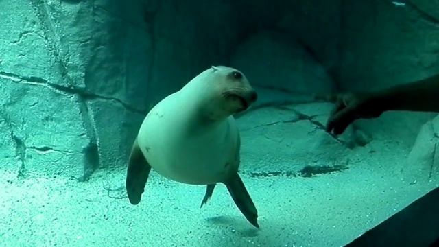 Морской котик в зоопарке Чапультепек, Мехико смотреть онлайн
