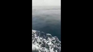 Кабан в море)