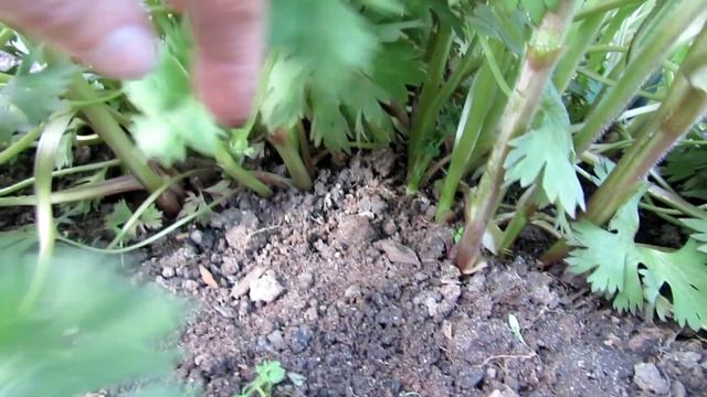 Уход за дельфиниумом весной | Про Сад с Любовью смотреть онлайн