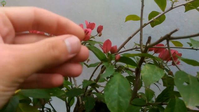 BONSAI DE BOUGAINVILLEA - BALANCEAMENTO DE ENERGÍA E PODA DE ESTRUTURAÇÃO смотреть онлайн