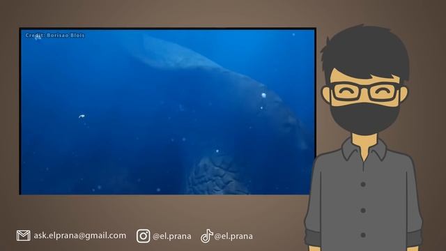 PERTARUNGAN BLOOP VS EL GRAN MAJA!! SIAPA YANG MENANG? смотреть онлайн