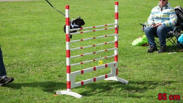 New German high jump record in rabbit hopping at 85 cm смотреть онлайн
