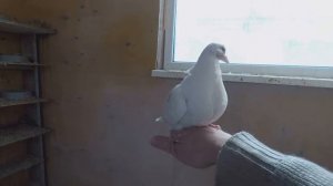 Приучаю молодого голубя к рукам