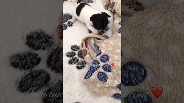 Чихуахуа 1 месяц смотреть онлайн