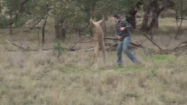 Кенгуру напал на собаку.HD смотреть онлайн