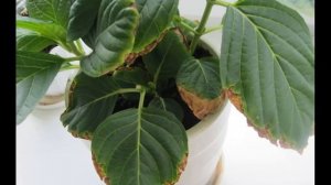 У ГОРТЕНЗИИ СОХНУТ КРАЯ ЛИСТЬЕВ/ЧАСТЫЕ ПРИЧИНЫ/ ЧТО ДЕЛАТЬ