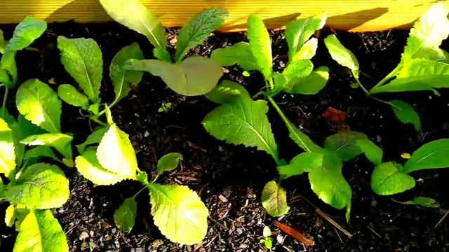 The First Day Of Fall In My Garden смотреть онлайн