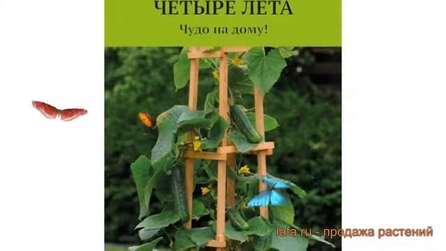 Огурец обыкновенный Подарок F1 (podarok f1) ? Подарок F1 обзор: как сажать, семена огурца Подарок F смотреть онлайн