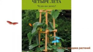 Огурец обыкновенный Подарок F1 (podarok f1) ? Подарок F1 обзор: как сажать, семена огурца Подарок F