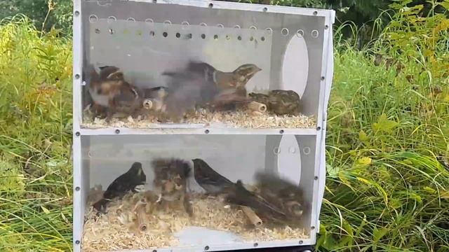 Ловля птиц (овсянка ремез) смотреть онлайн