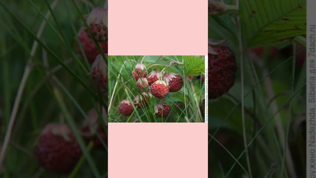 Урок 2. Что такое клубника на самом деле? Отличие клубники от земляники. смотреть онлайн