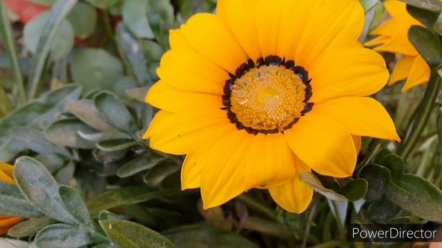 How to get loads of flowers in Gazania//Care with Potting Soil & Fertilizer details(Hindi) смотреть онлайн