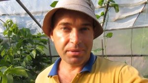 КАК ФОРМИРУЮ АРБУЗЫ И ДЫНИ.  Обрезка бахчи.