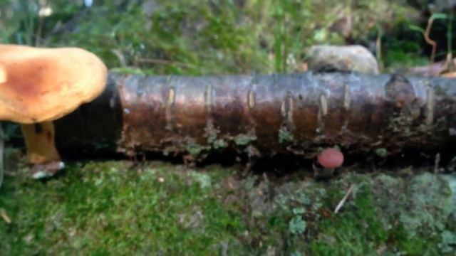 Mushrooms Грибочки смотреть онлайн