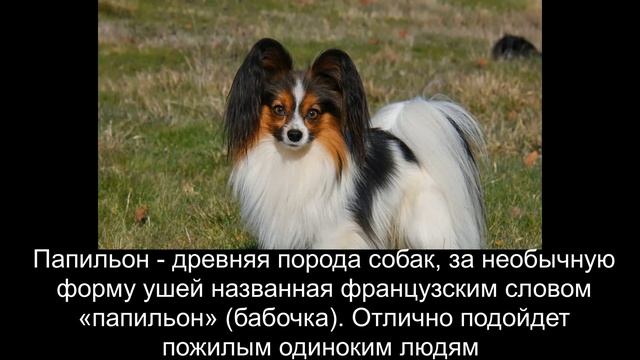 Самые маленькие в мире собаки смотреть онлайн