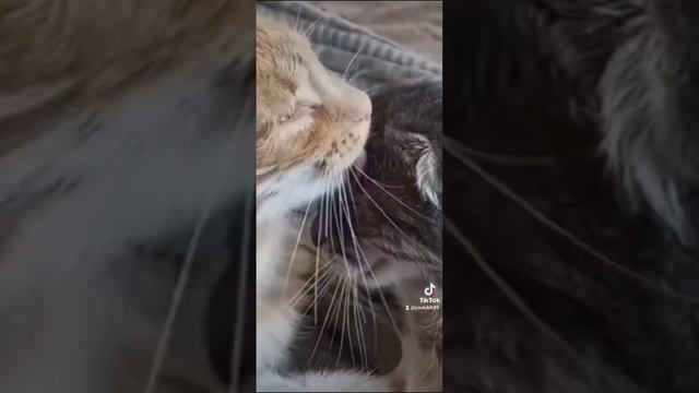 Андрей﹥﹥﹥Гаркуша