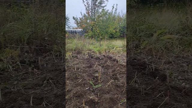 как мы выкапывали картошку в козьмодемьянске) в октябре смотреть онлайн