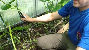 Как опустить огурцы в теплице (Выращивание огурцов в теплице)