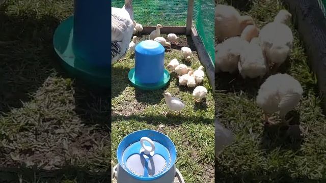 индюшата породы белый широкогрудый