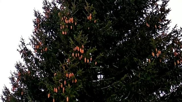 013 | Перевал Дятлова. Ставлю точку. Документ КГБ , Макс Юрьев, Фотошоп, Подставы, Алмазы. смотреть онлайн