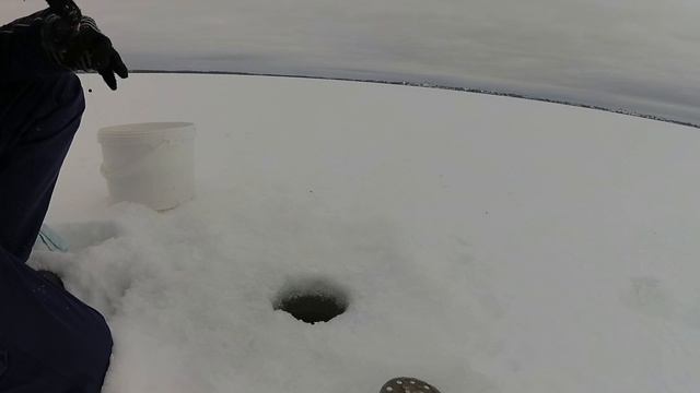 ЛОВИМ ПЛОВТУ, ЖИВЦА, зимой !!! зимняя рыбалка. смотреть онлайн