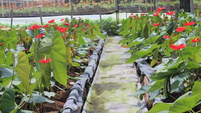 📛Anthurium en Coco Parte#3: Marco de Plantación✳️| Desarrollo del Cultivo🍃| Pagas y Enfermedades🐛 смотреть онлайн