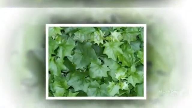 Delairea - garden plants смотреть онлайн