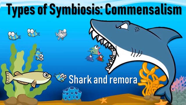 Symbiotic Relationships - Mutualism, Commensalism, Parasitism, Predation, Competition II Symbiosis