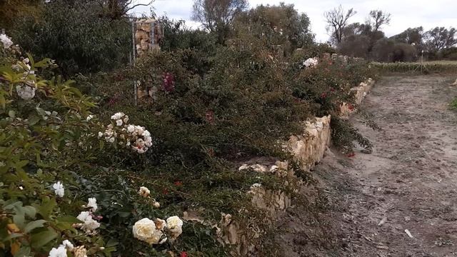 Мускусные розы, продажа саженцев на поле. Питомник роз Полины Козловой rozarium.biz смотреть онлайн