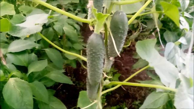Вечер в селе/луна и солнце/мальвы/календула смотреть онлайн