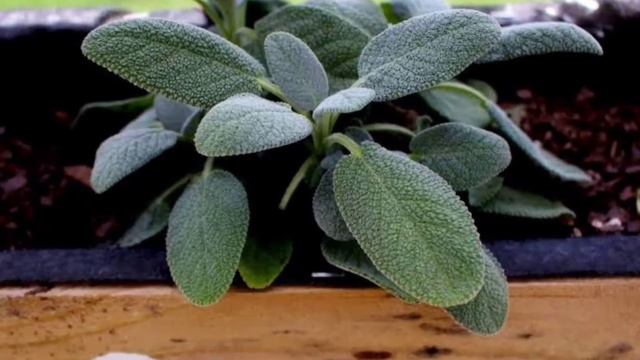 EASY TO GROW HERBS FOR INDOOR/OUTDOOR GARDEN | diy garden смотреть онлайн