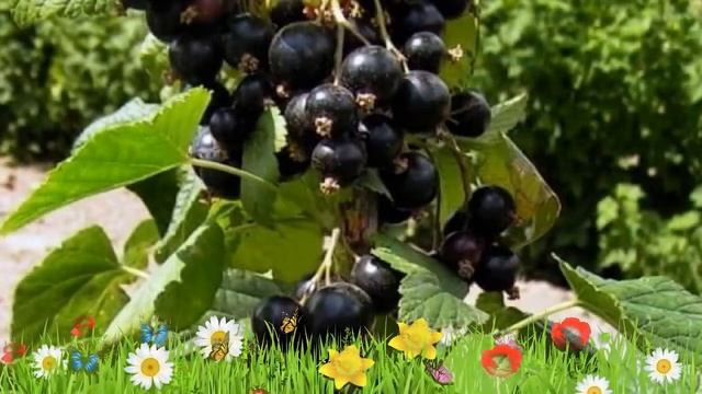 Смородина черная Купалинка ? Обзор: посадка и уход. крупномеры смородины: описание и особенности смотреть онлайн