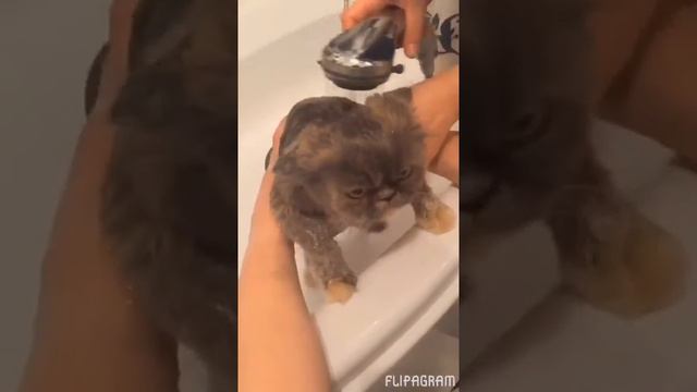 Смешно до слез ! Как помыть кота ?!)) смотреть онлайн