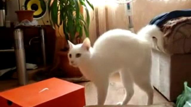 Кот двигается как обезьяна