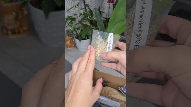 РАСПАКОВКА ? Знаменск смотреть онлайн