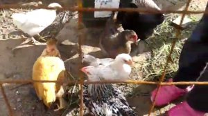 Как отличить курочку от петуха по оперению в возрасте 3 месяца