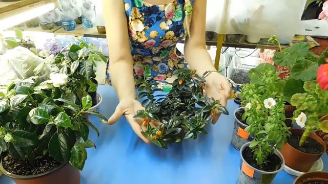 ОПАДАЮТ БУТОНЫ У ЦВЕТОВ ! КАК СПАСТИ ?