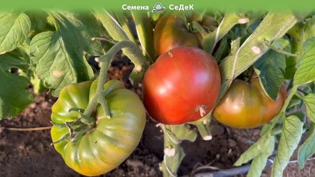 Томат Амазонка. Вам понравится! смотреть онлайн