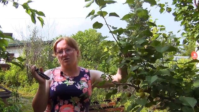 Оксана Филиппова. Летняя обрезка плодовых деревьев. смотреть онлайн