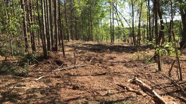 How to Hire A Forestry Mulching Service Without Headaches смотреть онлайн