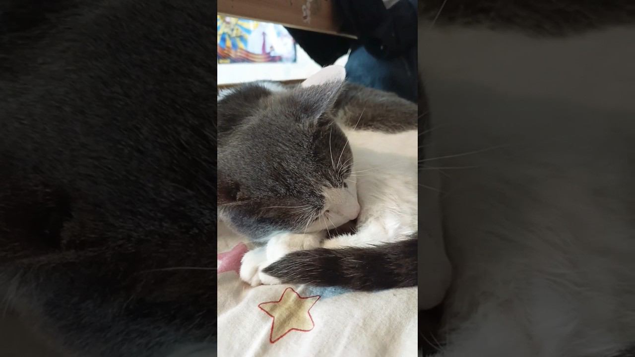 Хорошо быть котом!? #мурзик #кот #питомец #лайк #котики #приколы #добро #хорошо смотреть онлайн