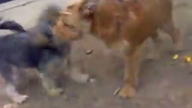 ЙОРКИ ИГРАЮТ смотреть онлайн