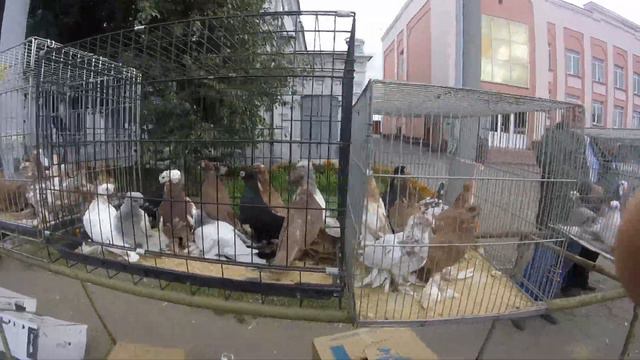 Выставка голубей гТроицк Челябинская обл сентябрь 2016 смотреть онлайн