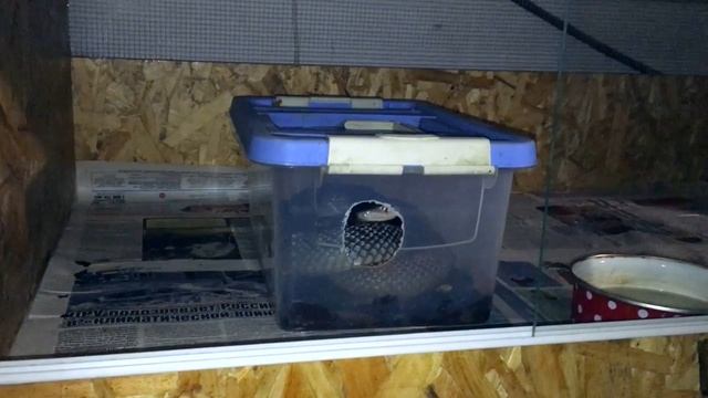 Разведение самых опасных змей. Часть 1 смотреть онлайн