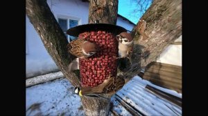 СЪЁМКА ПТИЦ НА КОРМУШКАХ ЗИМОЙ. @fotoparus