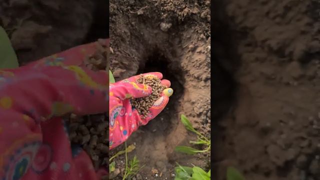 Высадила рассаду огурцов🌱