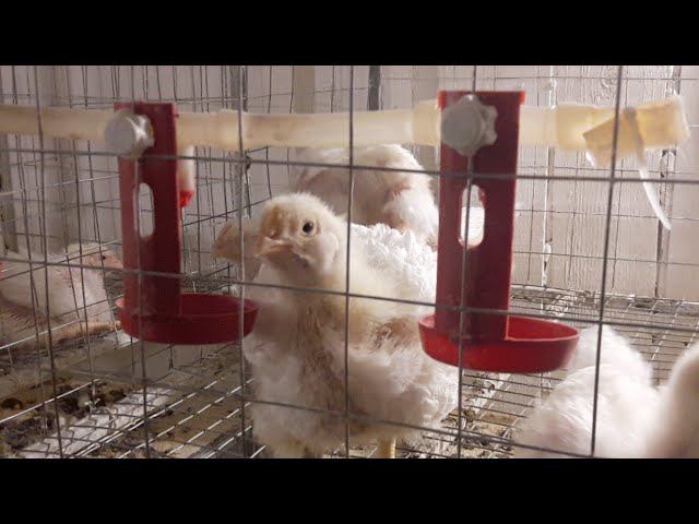 Цыплята Кобб 500 Возраст Три недели Каков же вес? смотреть онлайн