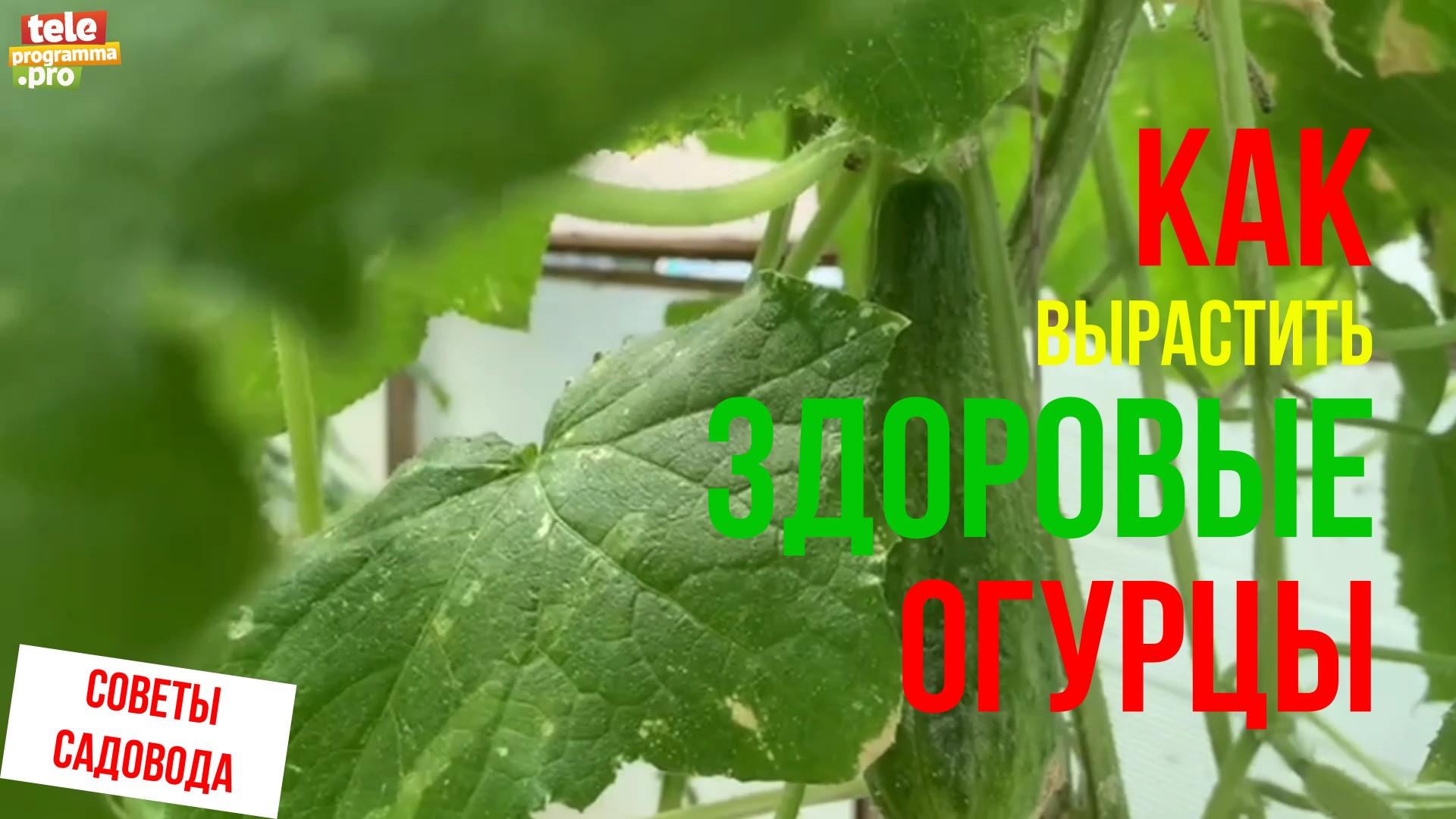 Как вырастить здоровые огурцы смотреть онлайн